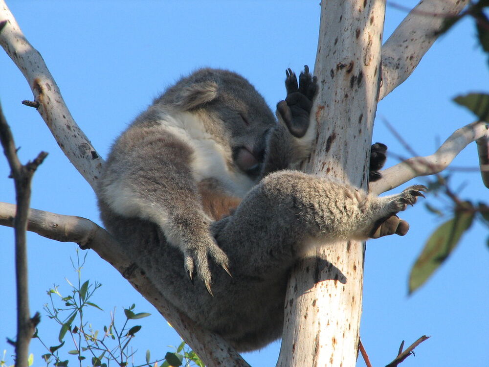 Koala Conservation Reserve