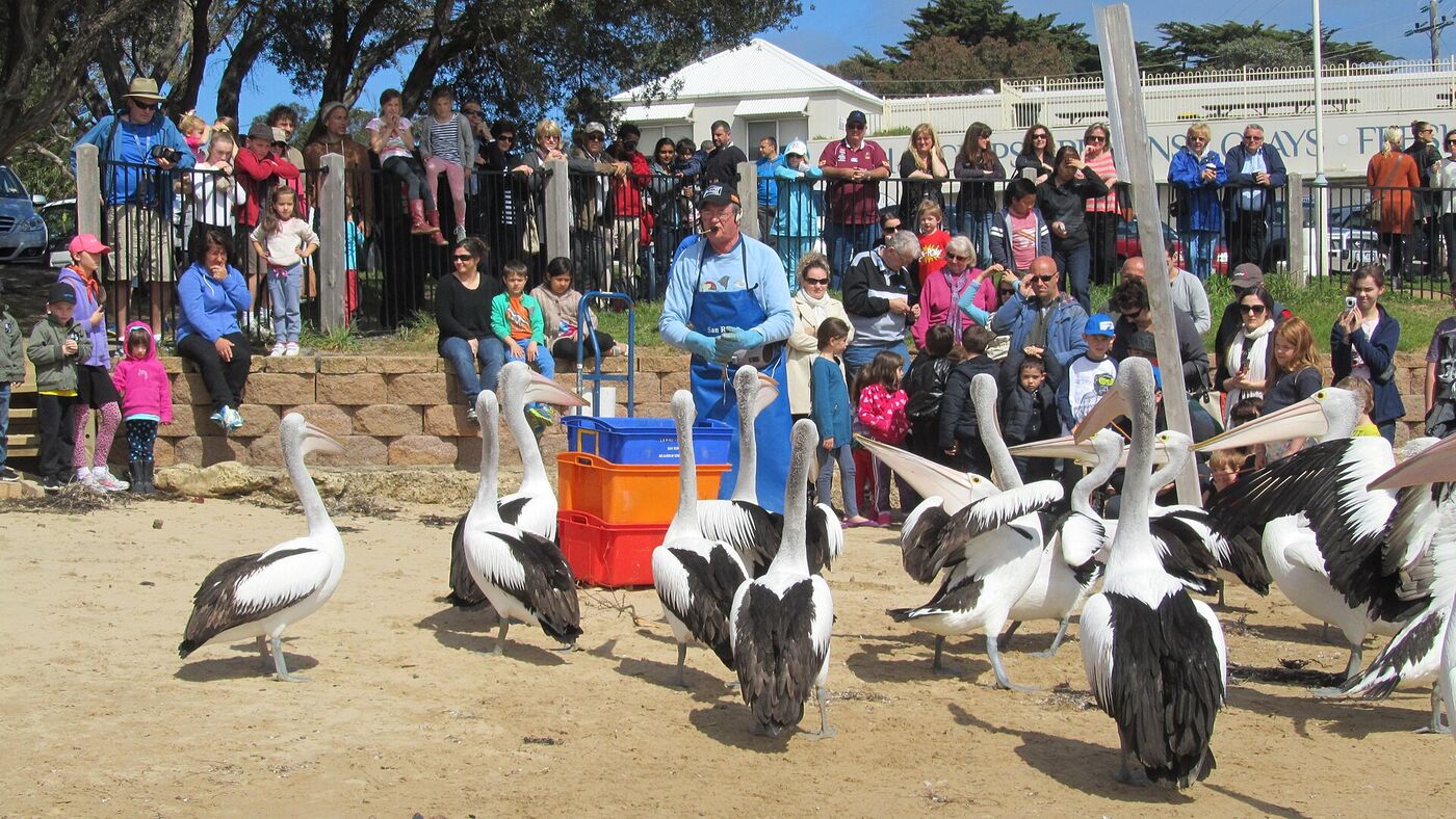 San Remo Pelican Feeding
