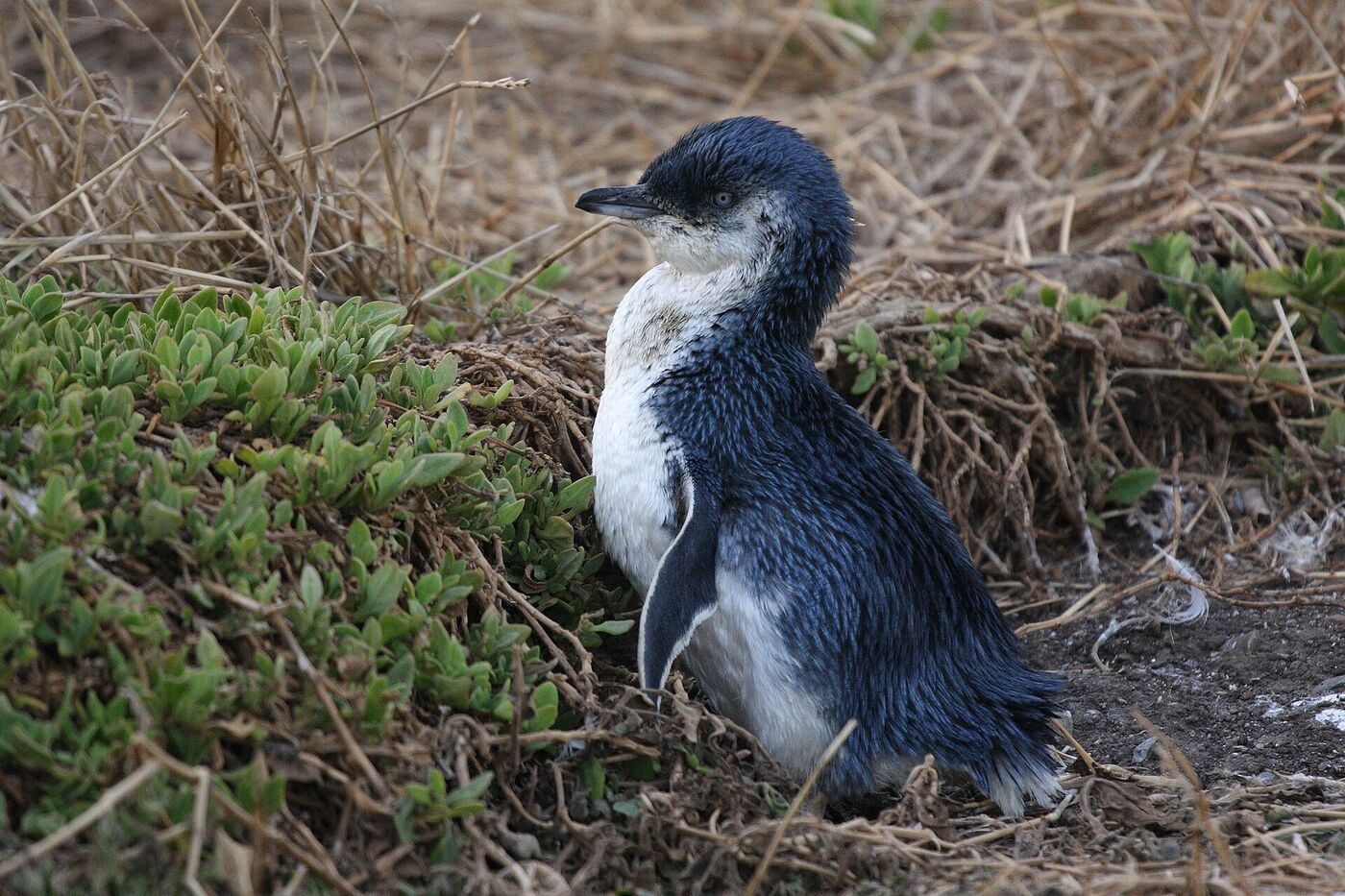 Penguin Parade